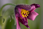 Dunkelrote Blüte der Kuhschelle, Küchenschelle (Pulsatilla vulgaris)