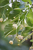 Lindenblüten an Zweigen (Tilia)