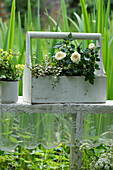 Rosen in Holzkiste, Muehlenbeckien (Muehlenbeckia) und Efeu als Deko im Garten