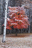 Ahornbaum mit roten Blättern im Wald, Nagano, Japan