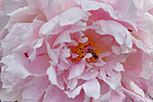 Pfingstrose, rosa Blüte mit Biene (Paeonia), Makroaufnahme