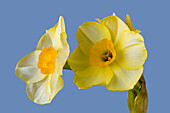 Gelbe Blüten der Narzissenhybride (Narcissus) vor blauem Himmel