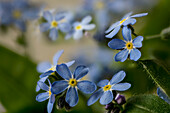 Blaue Blüten von Waldvergissmeinnicht (Myosotis silvatica)