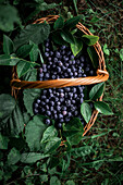 Freshly picked blueberries in a wicker basket