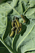 Caterpillars of the cabbage white butterfly on a cabbage leaf