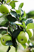 Grüne Äpfel am Baum