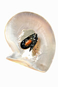 Mussel with jus