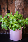 Basil in pink pot in front of wooden wall