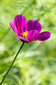 A pink cosmos flower against a green background