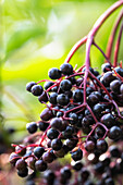 Elderberries (Sambucus), close-up