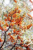 Sanddornbaum mit Beeren (Hippophae rhamnoides)