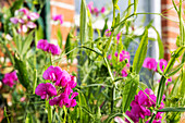 Flowering pink vetches (Vicia)