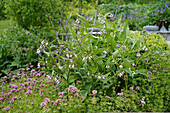 Comfrey plant (Symphytum officinale) in the kitchen garden