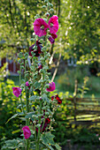 Blühende Stockrose pinkfarben (Alcea)