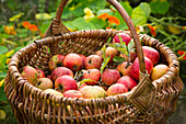 Frisch geerntete rotabackige Äpfeln im Erntekorb in herbstlichem Garten
