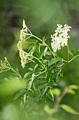 Blühender Holunder (Sambucus nigra) in Nahaufnahme