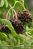 Elderberries on the branch