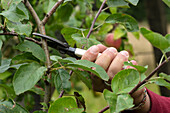 A man's hand pruning an apple tree