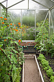 Gewächshaus von innen mit Tomaten, Tagetes, Basilikum und Anzuchttabletts an einem regnerischen Tag