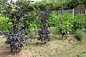 A vegetable patch with black-leaved chillis and black peppers