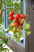 Tomatenpflanze mit Früchten, Sorte Celsor