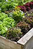Mixed cultivation: various lettuces