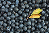 Sloes (full picture)