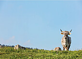 Kühe auf der Weide (Südtirol, Italien)