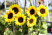 Strauß aus Sonnenblumen und Mohnkapseln in Milchkannen