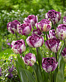 Tulpe (Tulipa) 'Jericho'