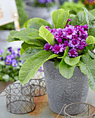 Primel (Primula) 'Barnhaven Purple Storm'