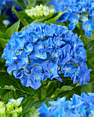 Hortensie (Hydrangea) 'Happy Blue'