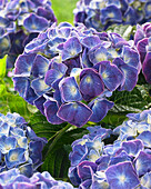 Hydrangea macrophylla Jip