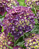 Hortensie (Hydrangea) 'Forever and Ever purple'