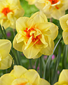 Gefüllte Narzisse (Narcissus)