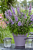 Buddleja High Five Purple