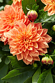 Dahlie (Dahlia) 'LaBella Medio DAMD 3116'