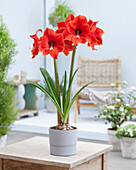 Ritterstern (Hippeastrum) 'Lovely Lady'