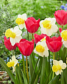 Tulpe (Tulipa) 'Lady van Eijk', Narzisse (Narcissus) 'Sugar Dipped'