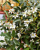 Magnolia laevifolia 'Vanilla Pearls' (auch 'Michelia')