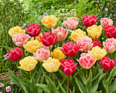 Tulpe (Tulipa), gefüllte Blüte, Mischung