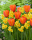 Tulpe (Tulipa) 'Big Orange', Narzisse (Narcissus) 'Falconet'