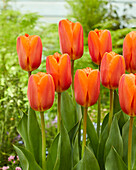 Tulpe (Tulipa) 'Big Orange'