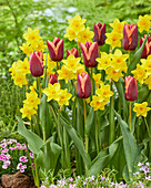 Narzisse (Narcissus) 'Garden Opera', Tulpe (Tulipa) 'Slawa'