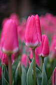 Tulpe (Tulipa) 'Rosy Delight'