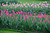Tulpe (Tulipa) 'Rosy Delight'