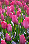 Tulpe (Tulipa) 'Lady van Eijk'