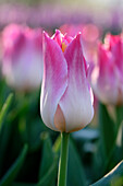 Tulipa Whispering Dream