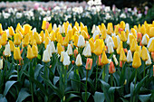 Tulpen (Tulipa) Kombination