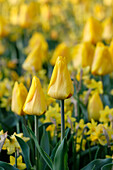 Tulipa Yellow Flair